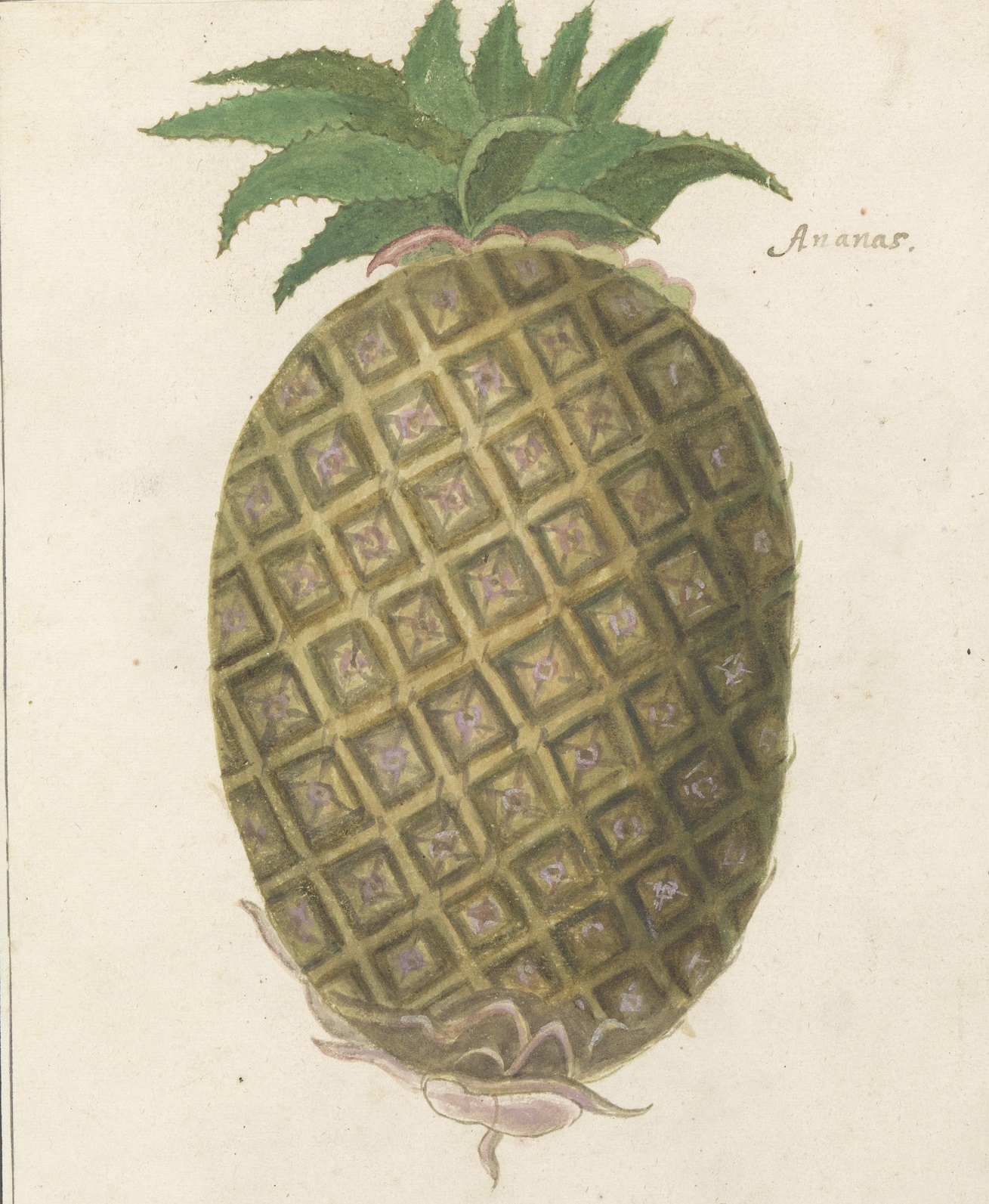 Kolorowy rysunek przedstawiający owoc ananasa. Jest to rysunek Anselmusa Boëtiusa de Boodta.