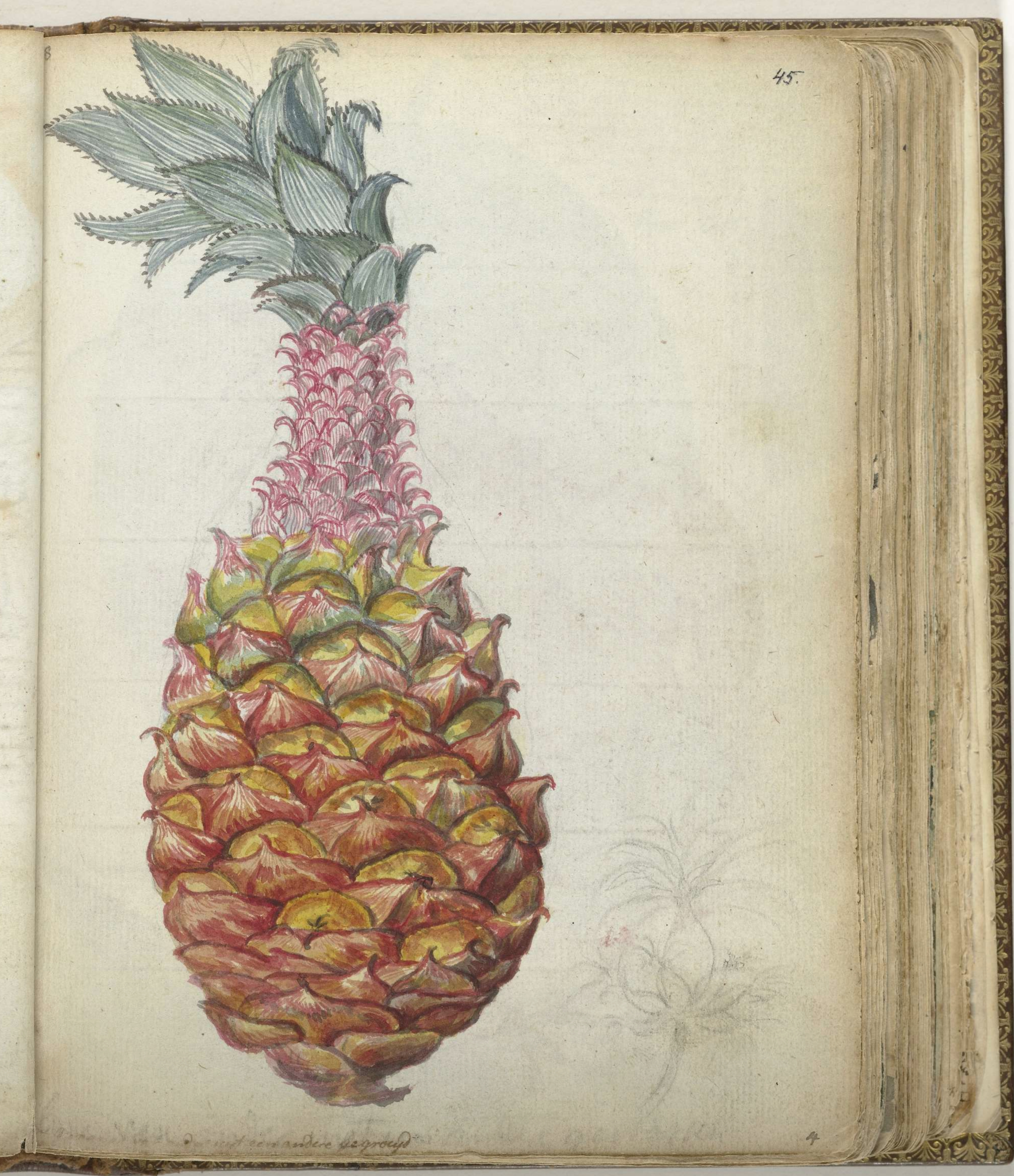 Rycina z przedstawieniem ananasa - owocu z bujnymi liśćmi, na osiemnastowiecznej grafice