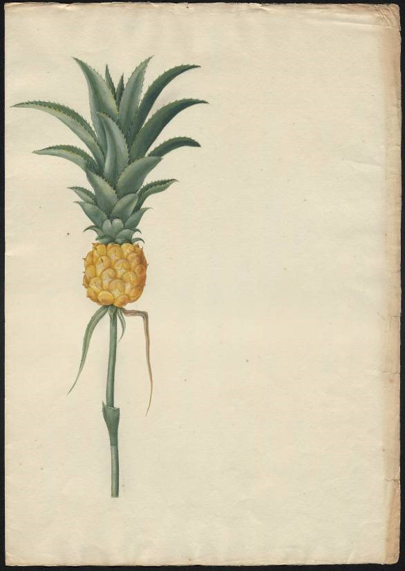  Odręczny rysunek Anny Renaty Breyne przedstawiający dojrzały, żółty owoc ananasa na odciętej łodydze
